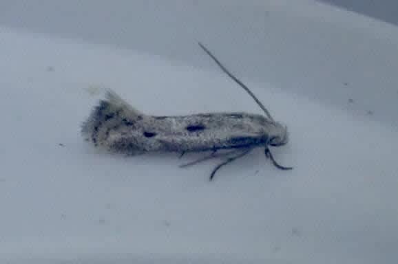 Two-dotted Dwarf (Elachista biatomella) photographed in Kent by Oliver Bournat 