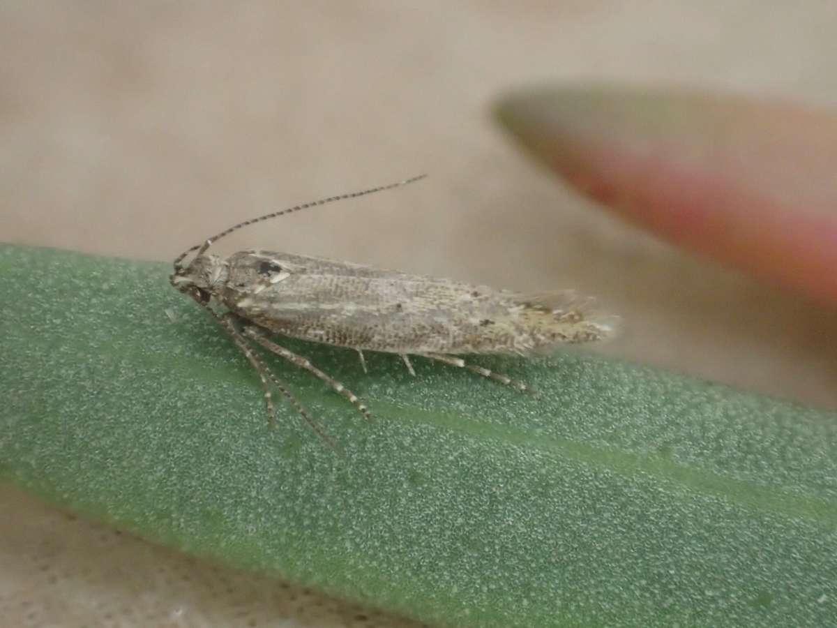 Thrift Neb (Aristotelia brizella) photographed at Oare Marshes by Dave Shenton 