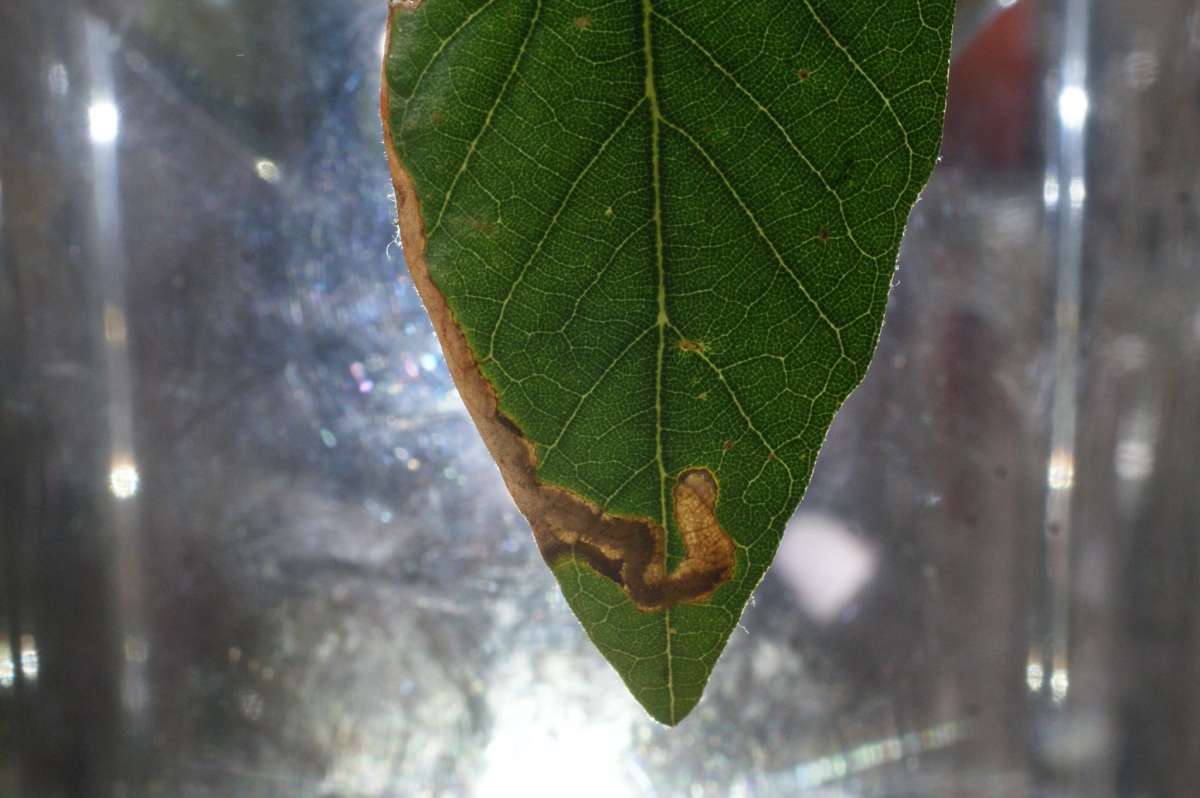 Holm-oak Pigmy (Stigmella suberivora) photographed in Kent by Dave Shenton 