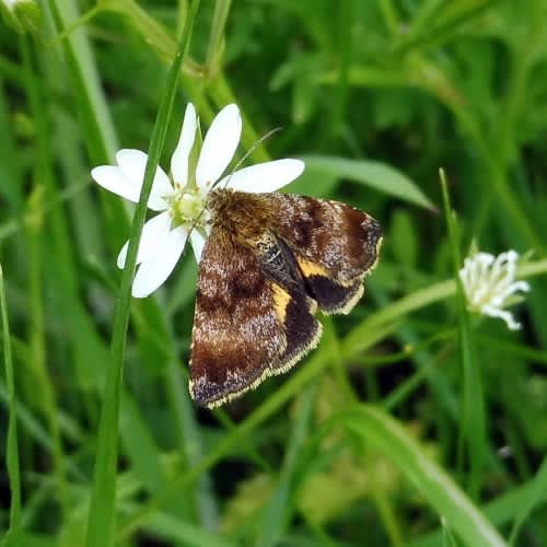 Small Yellow Underwing (Panemeria tenebrata) photographed in Kent by Barry Walter