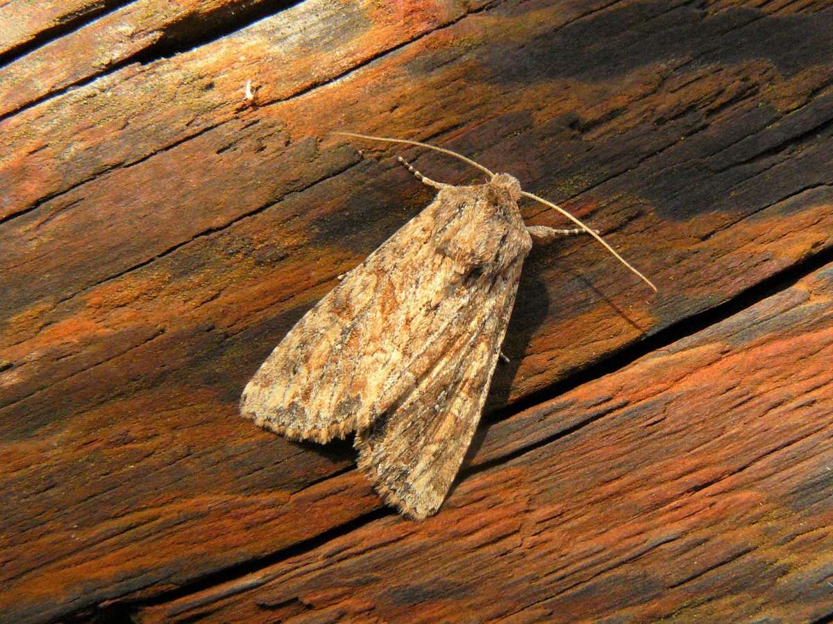 Large Nutmeg (Apamea anceps) photographed in Kent by Fred Butcher