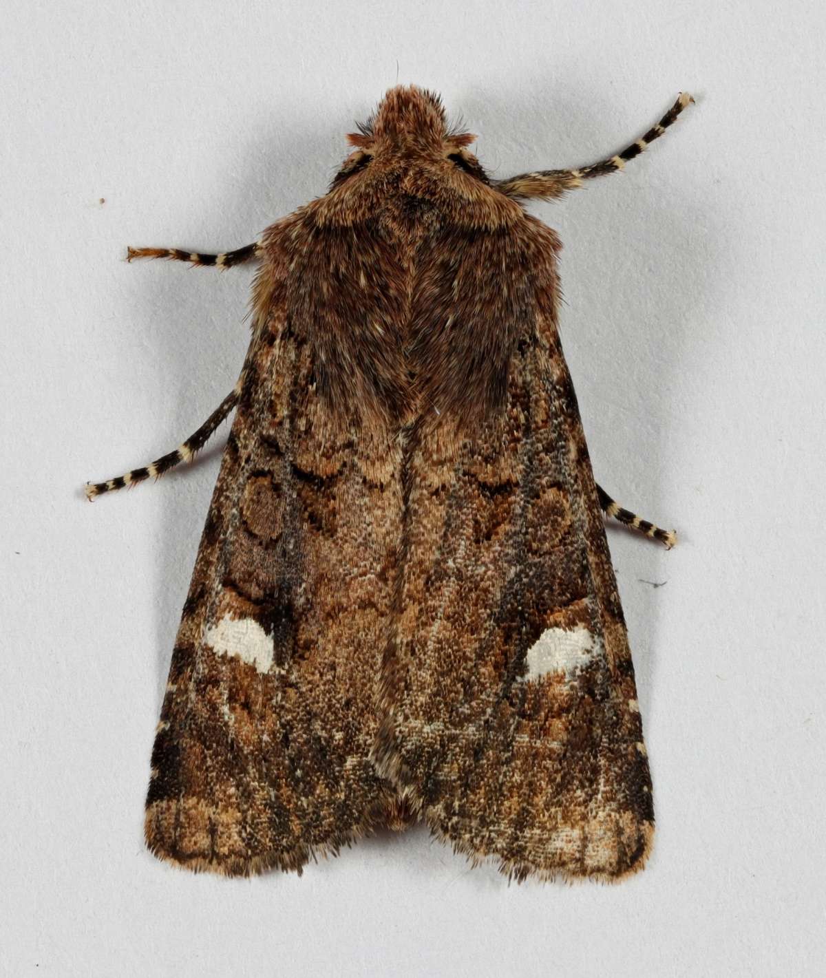 Oak Rustic (Dryobota labecula) photographed at Lydden by Steve Cutt