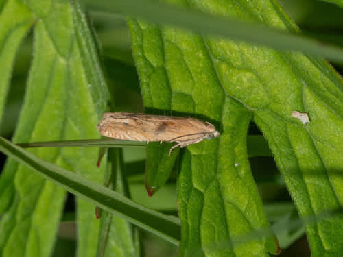 Fulvous Bell (Eucosma fulvana) photographed in Kent by Michael Baldock 