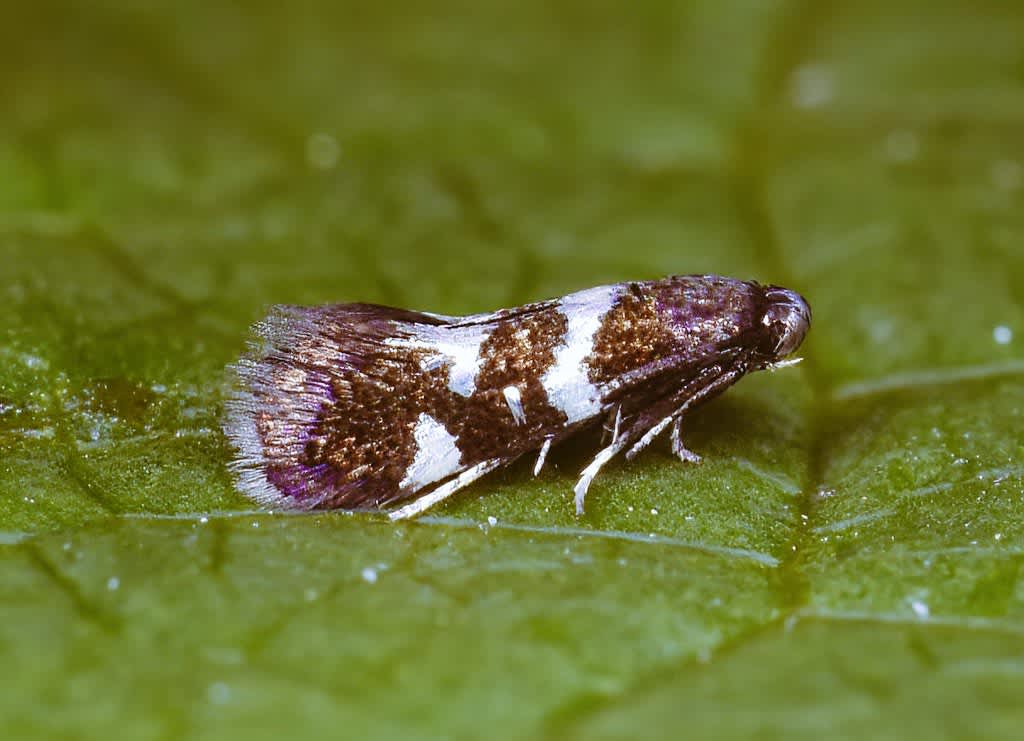 Yellow-spot Lift (Antispila petryi) photographed in Kent by Anthony Wren