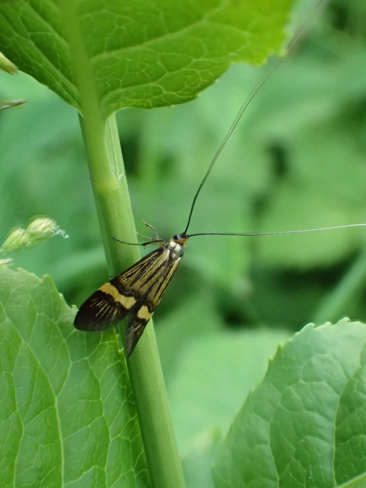 Yellow-barred Long-horn (Nemophora degeerella) photographed at Ruberries Wood, Frogham  by Dave Shenton 