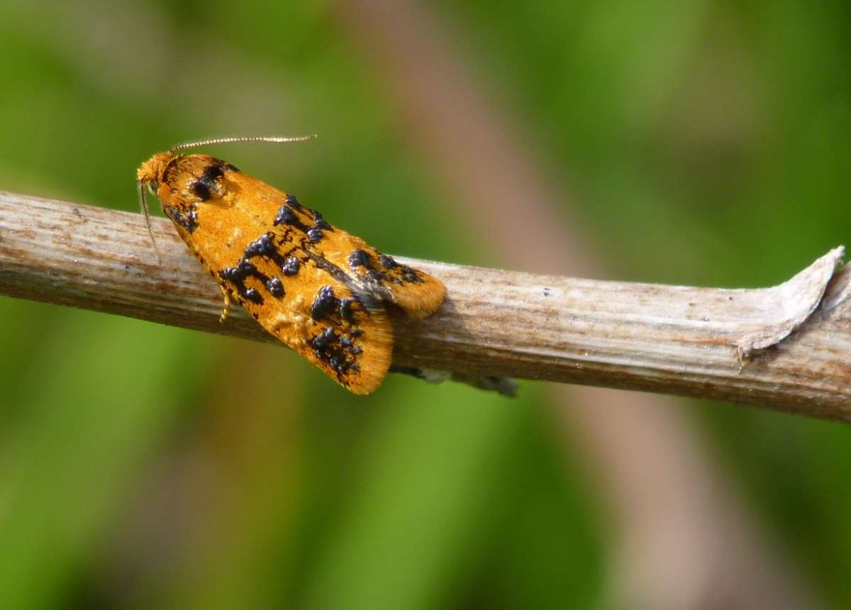 Orange Conch (Commophila aeneana) photographed at Ashford  by Allan Ward