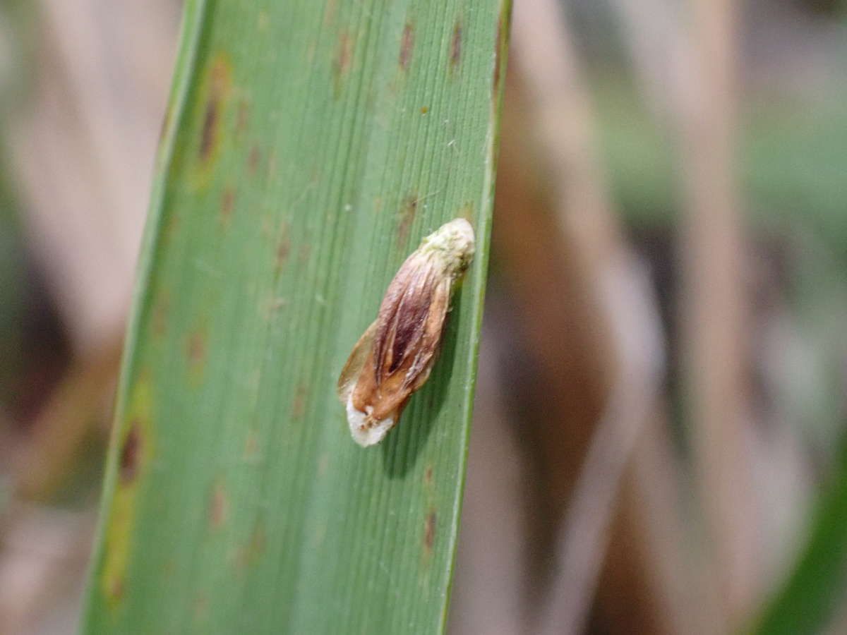 Small Rush Case-bearer (Coleophora taeniipennella) photographed at Tudeley Woods by Phil Ambler