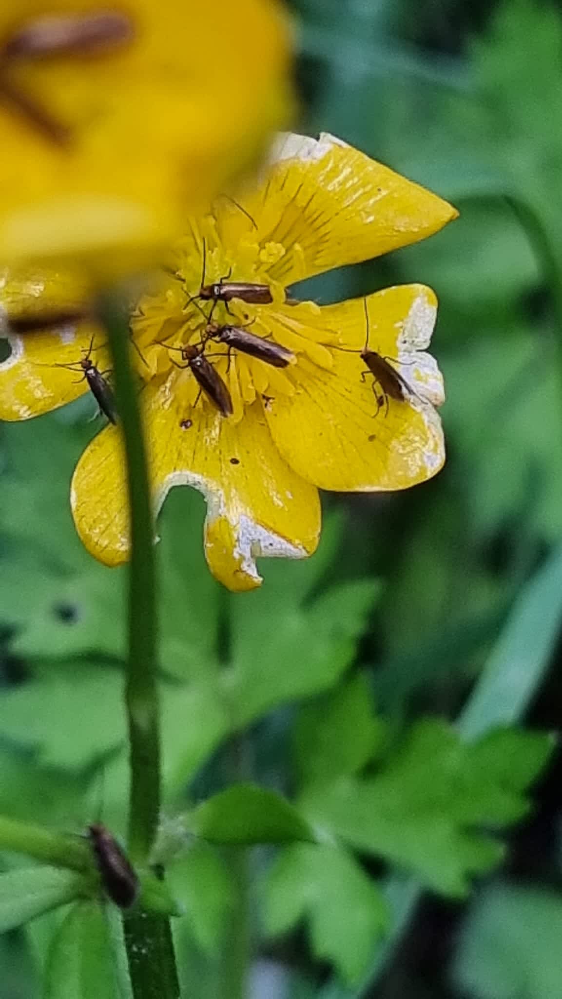 Plain Gold (Micropterix calthella) photographed in Kent by Leonard Cooper