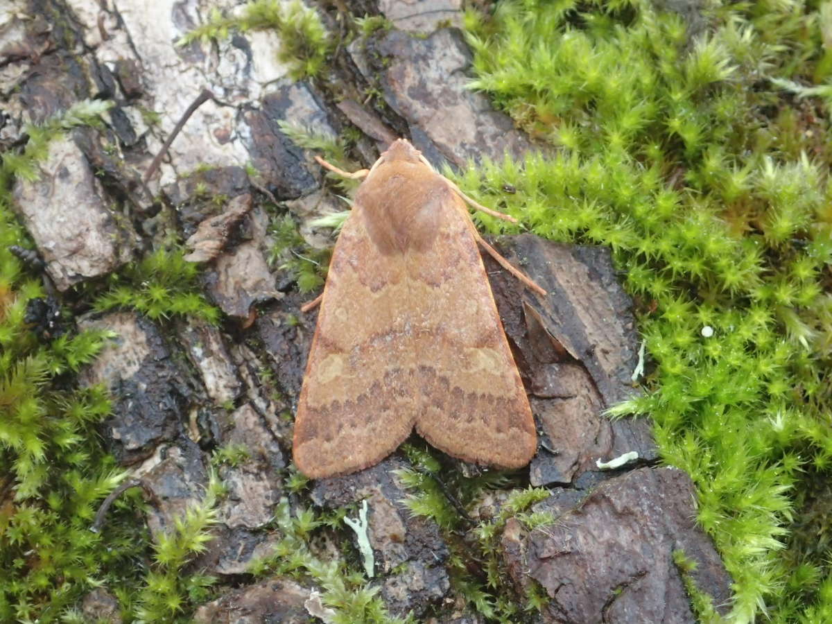 Flounced Chestnut (Agrochola helvola) photographed in Kent by Dave Shenton 