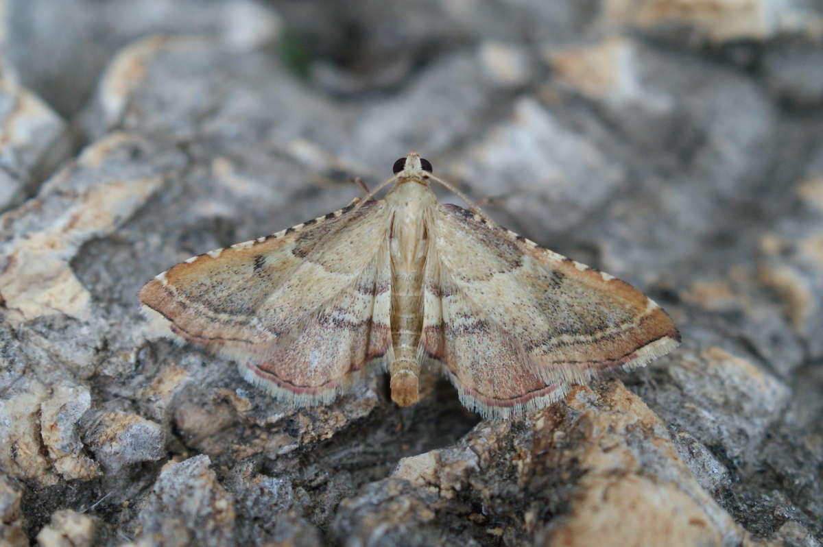 Rosy Tabby (Endotricha flammealis) photographed at Aylesham  by Dave Shenton 