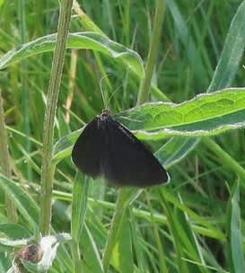 Chimney Sweeper (Odezia atrata) photographed in Kent by Alan Ford