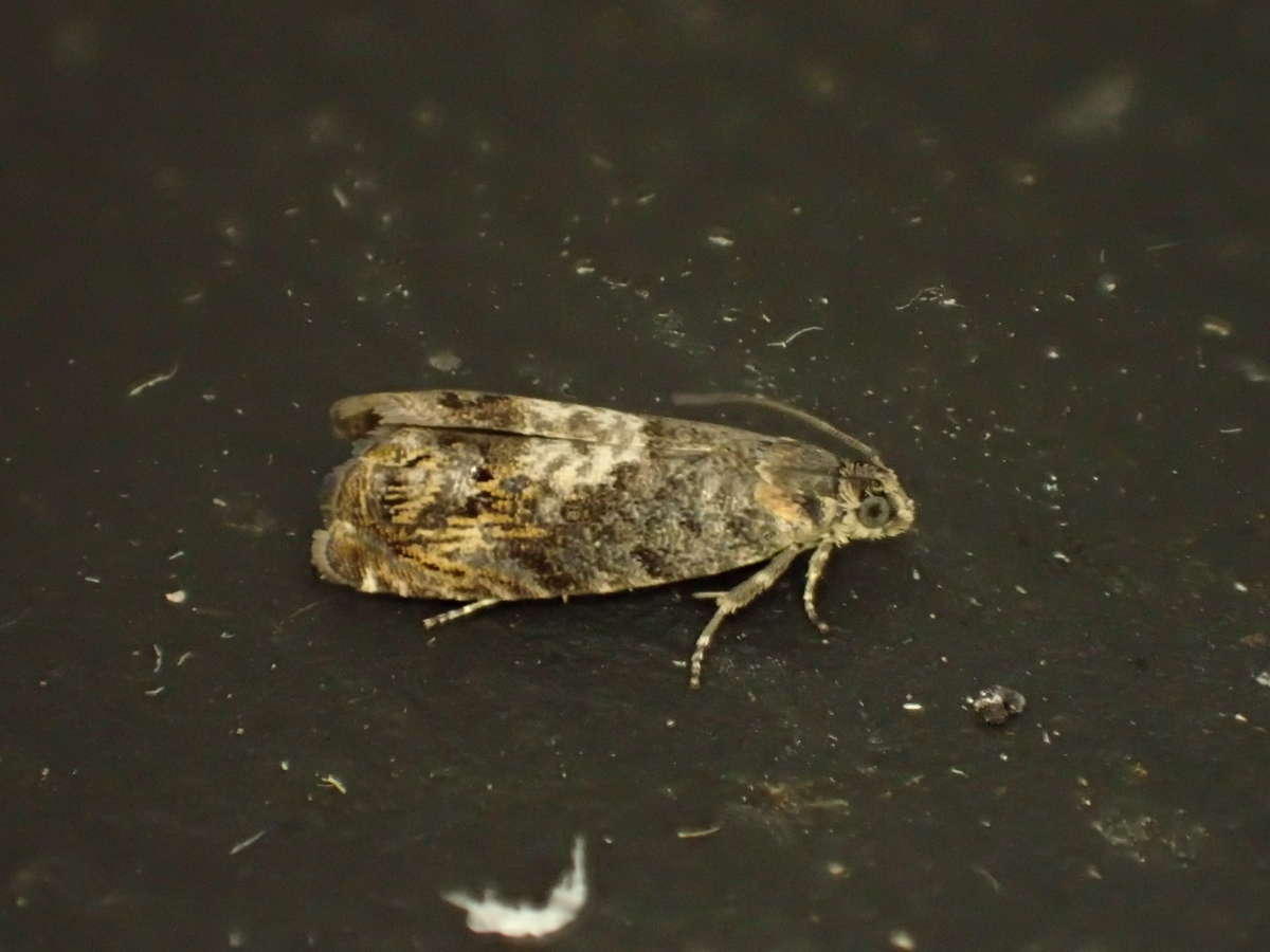 Ash-bark Piercer (Pammene suspectana) photographed at Aylesham  by Dave Shenton 