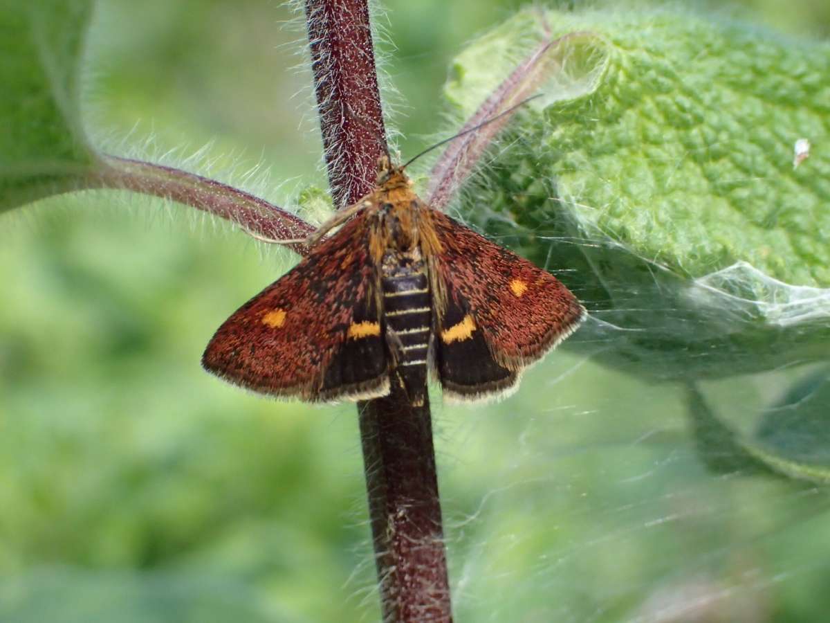 Small Purple & Gold (Pyrausta aurata) photographed in Kent by Dave Shenton