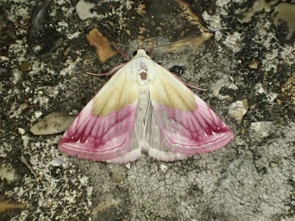 Beautiful Marbled (Eublemma purpurina) photographed in Kent by Dave Shenton 