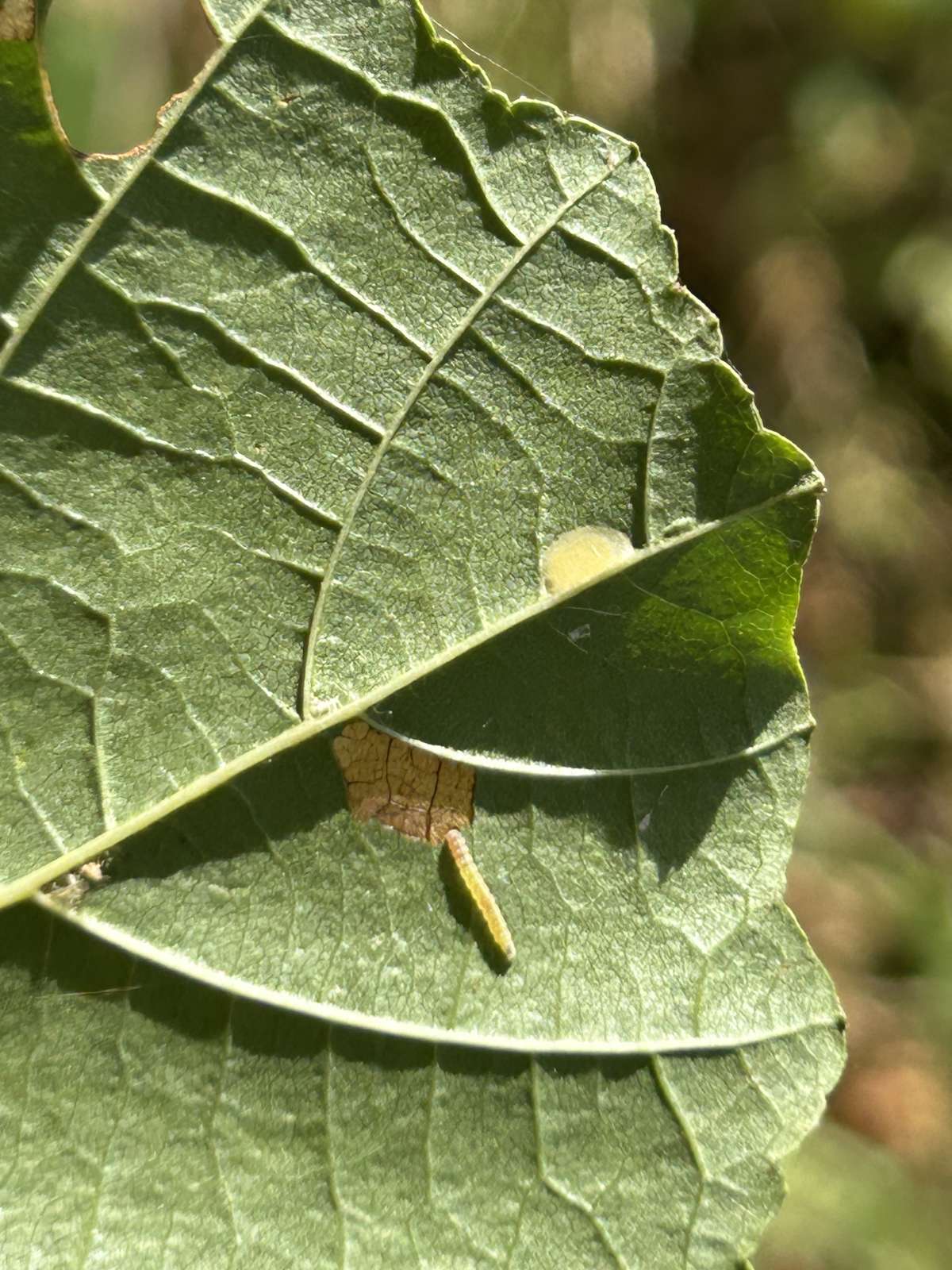 Alder Bent-wing (Bucculatrix cidarella) photographed at Sandwich Bay by Dave Shenton 