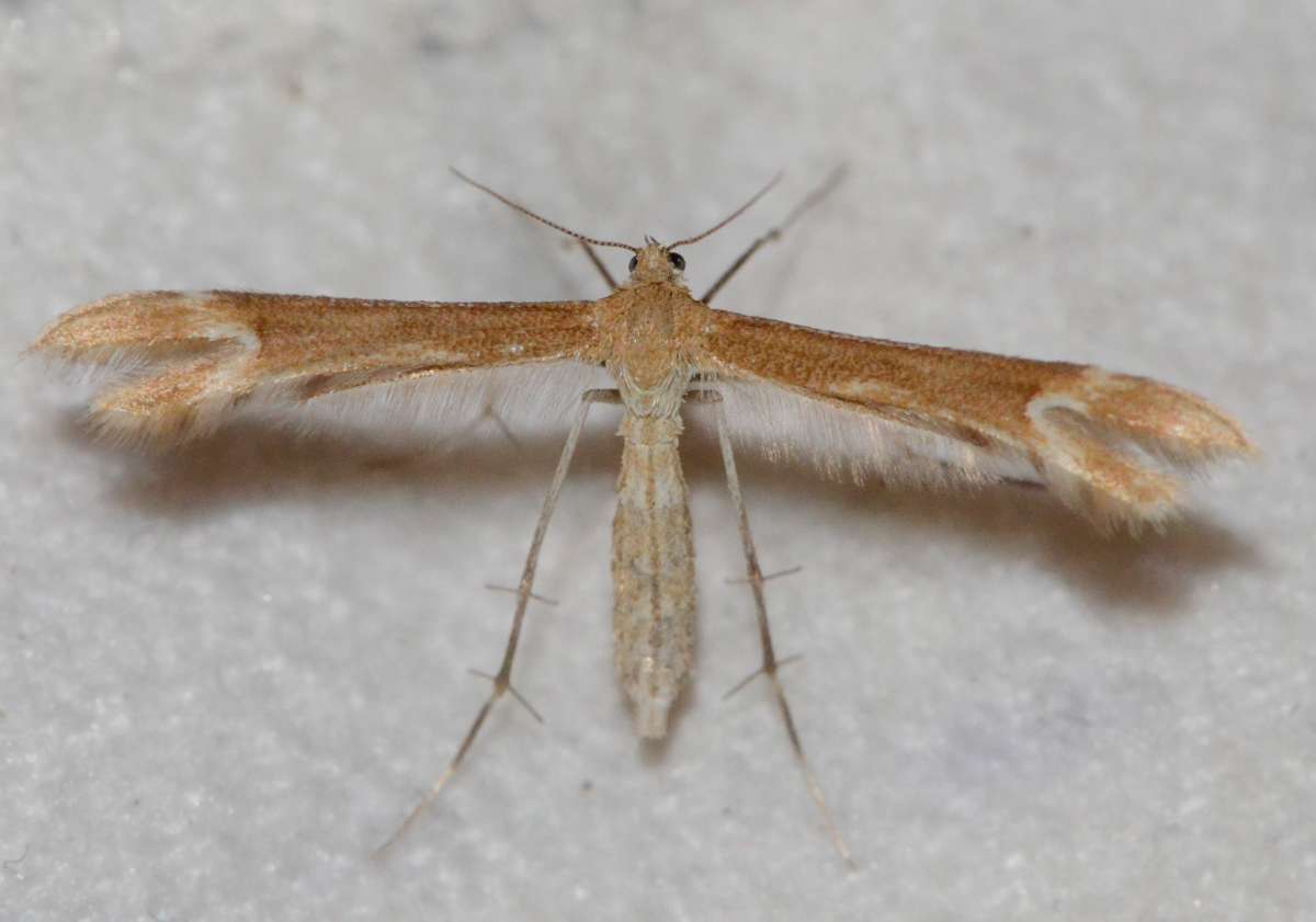 Crescent Plume (Marasmarcha lunaedactyla) photographed in Kent by Alan Stubbs