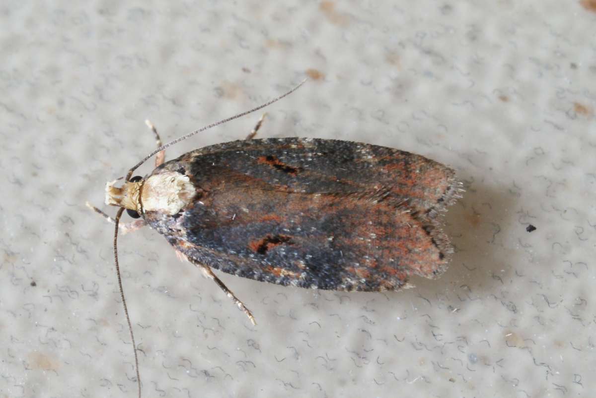 Large Purple Flat-body (Agonopterix liturosa) photographed in Kent by Dave Shenton 