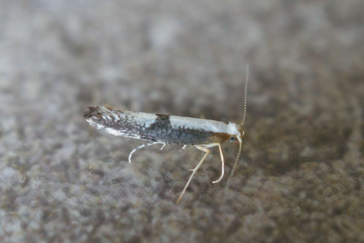 Blackthorn Argent (Argyresthia spinosella) photographed at Aylesham  by Dave Shenton 