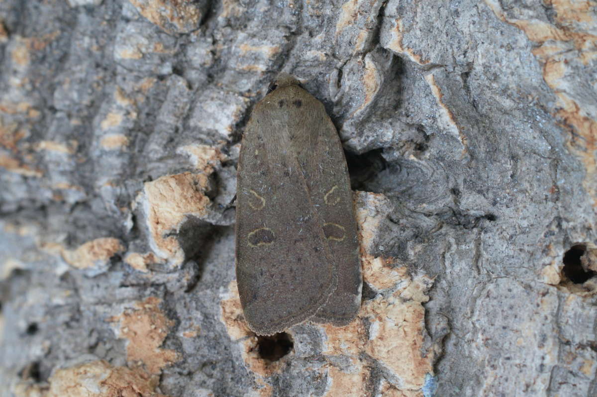 Lesser Yellow Underwing (Noctua comes) photographed at Aylesham  by Dave Shenton 