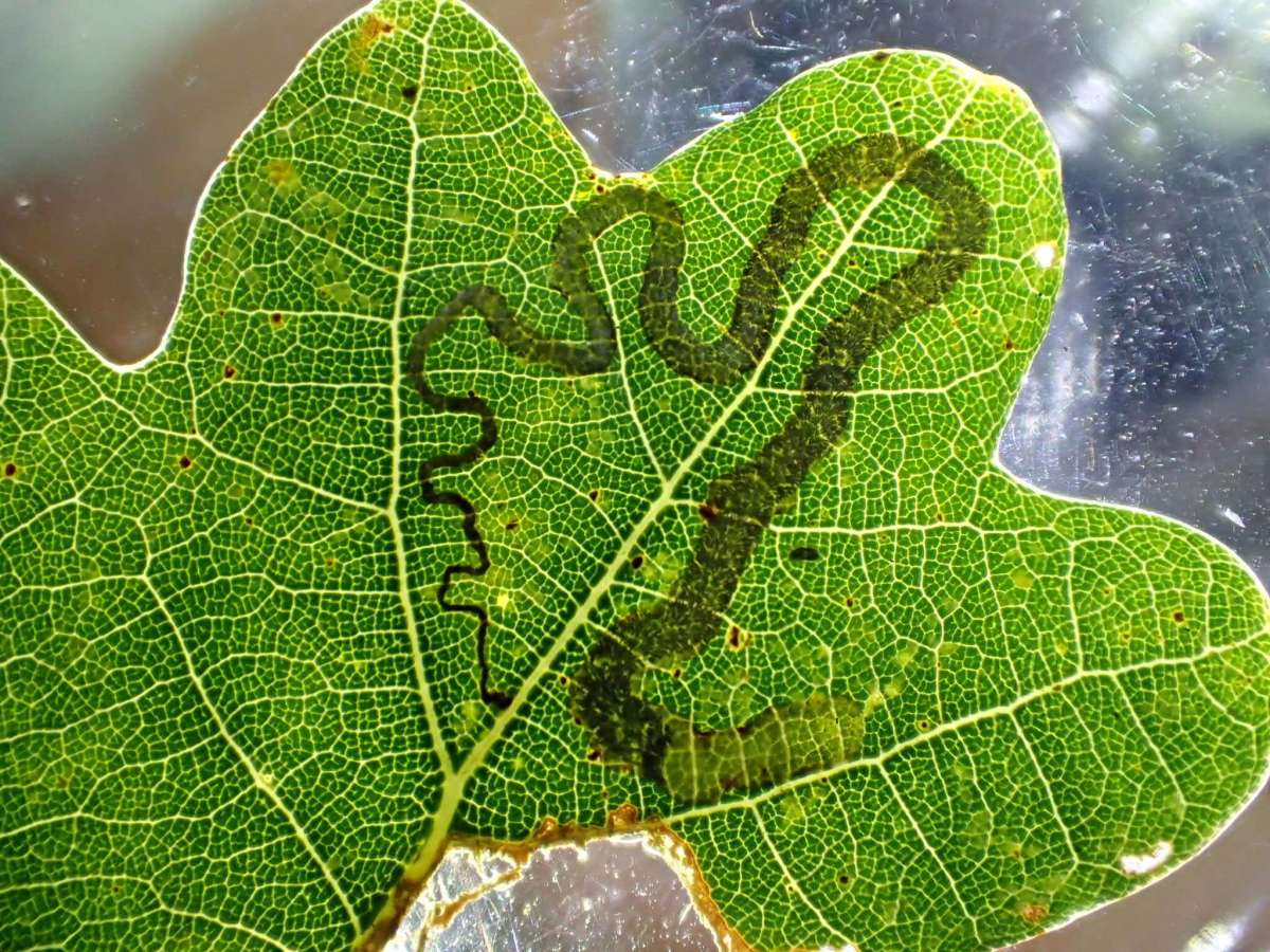 Base-spotted Pigmy (Stigmella basiguttella) photographed at Aylesham  by Dave Shenton 