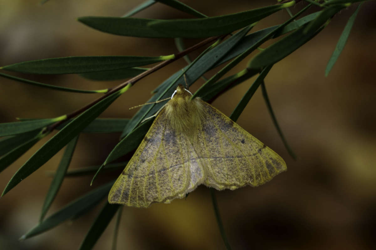 Feathered Thorn (Colotois pennaria) photographed in Kent by Carol Strafford 