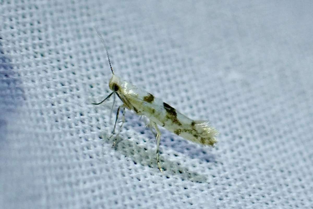 Gold Rowan Argent (Argyresthia sorbiella) photographed at White Hill, Shoreham  by Oliver Bournat
