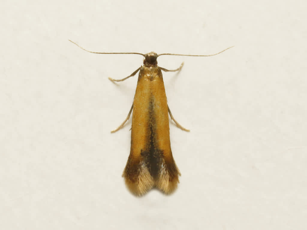 Bordered Carl (Coptotriche marginea) photographed in Kent by David Beadle 