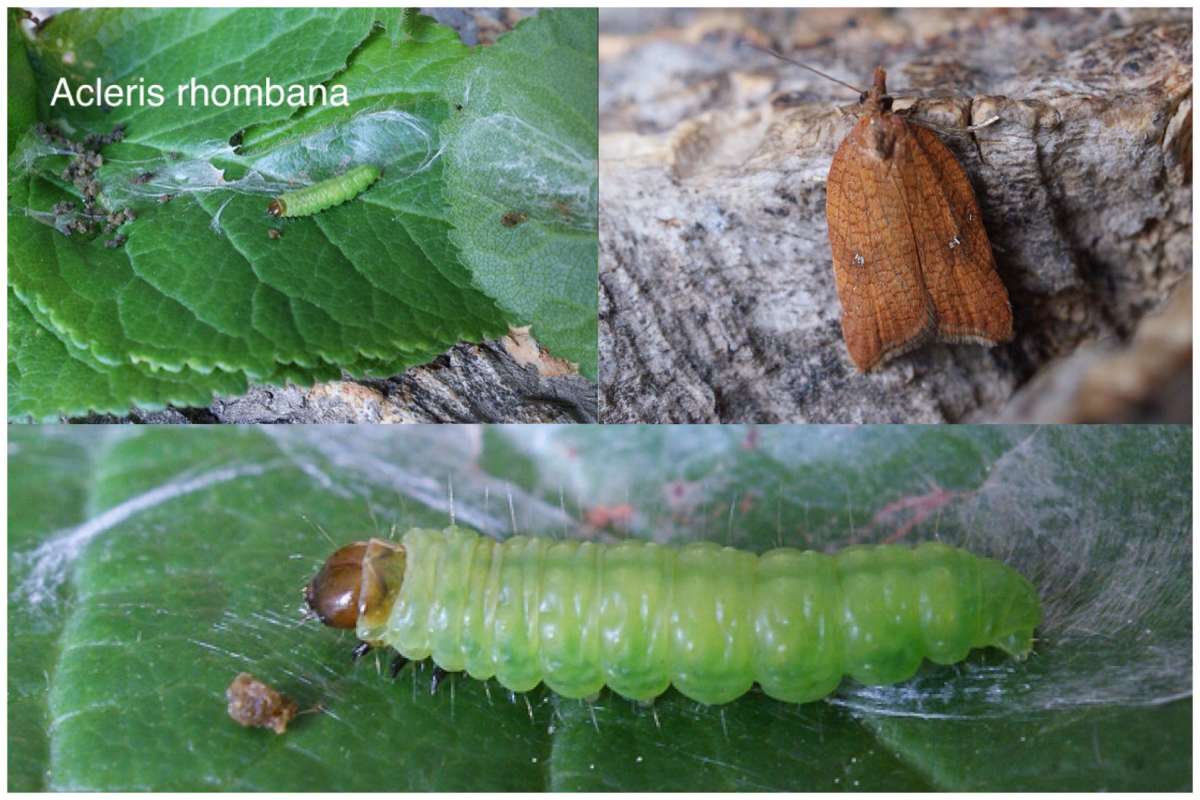 Rhomboid Tortrix (Acleris rhombana) photographed in Kent by Dave Shenton 