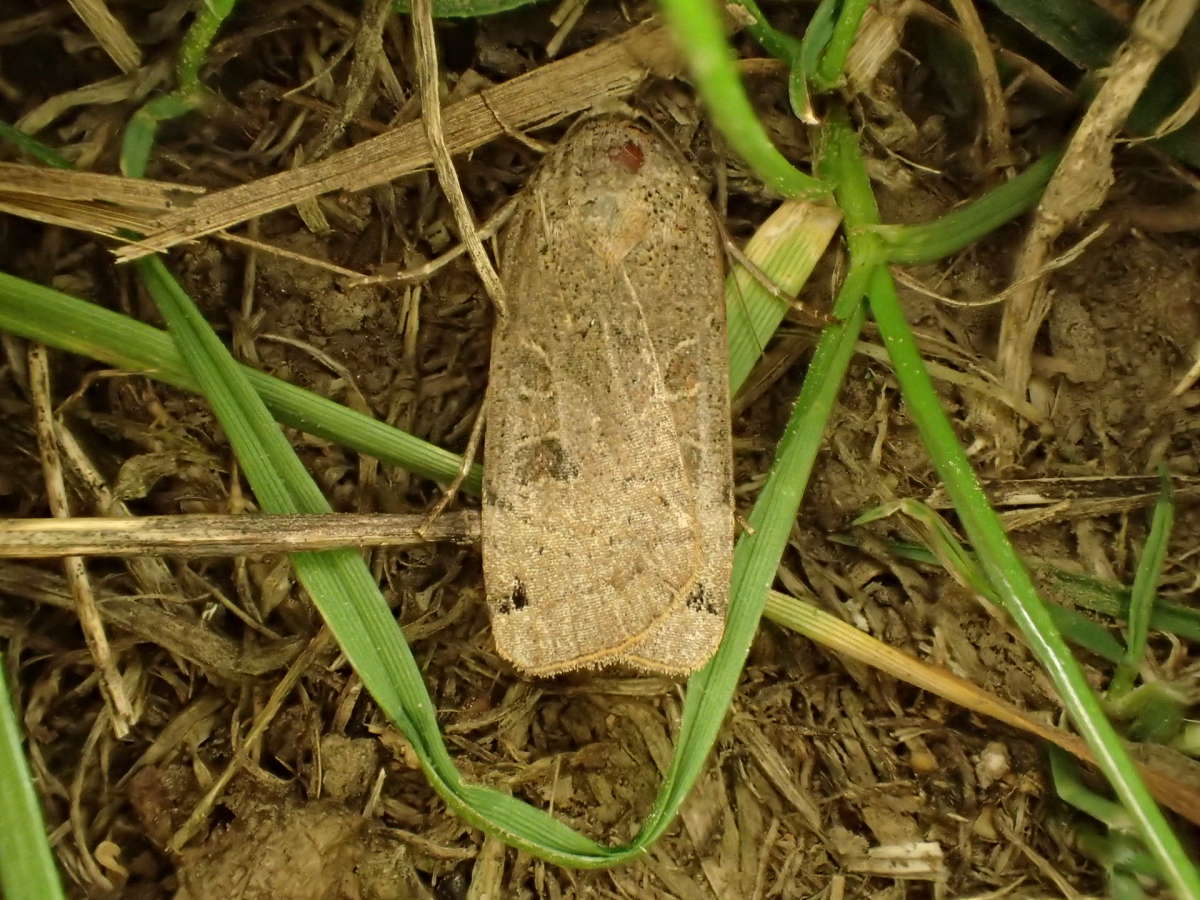 Lunar Yellow Underwing (Noctua orbona) photographed at Lawford, Essex by Dave Shenton