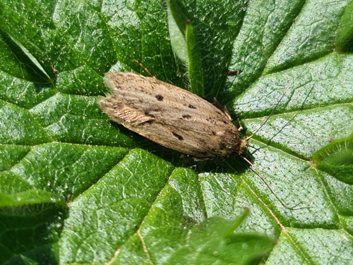 Brown House Moth (Hofmannophila pseudospretella) photographed in Kent by Francesca Partridge