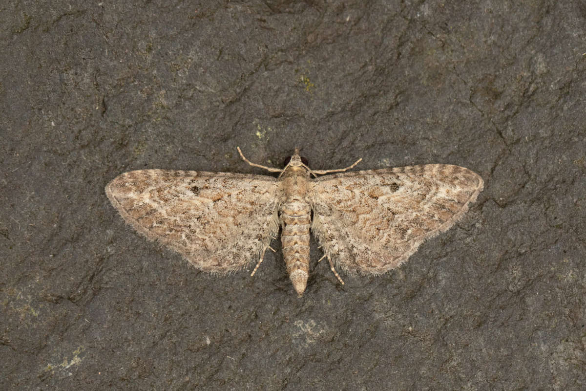 Yarrow Pug (Eupithecia millefoliata) photographed in Kent by Alex Perry