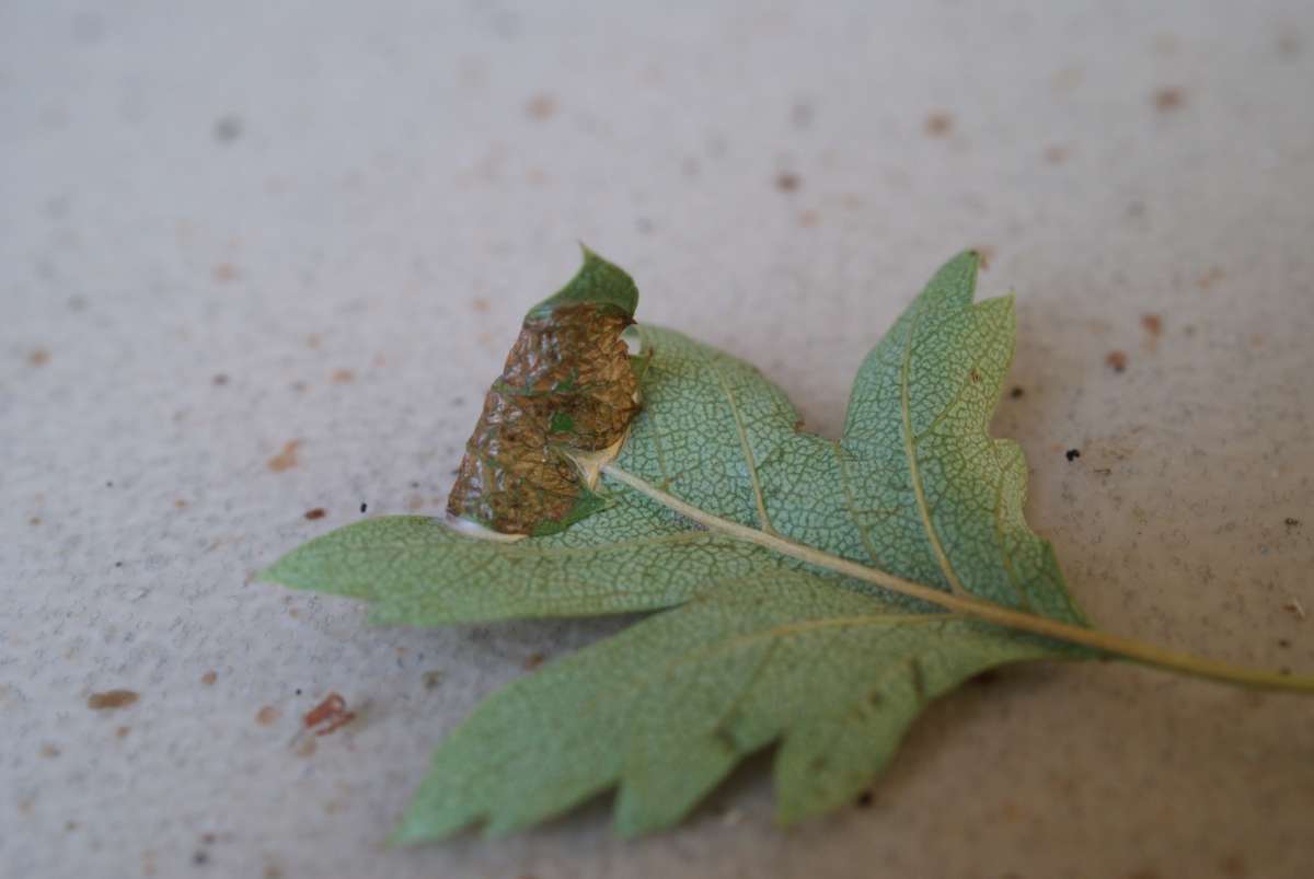 Hawthorn Slender (Parornix anglicella) photographed at Aylesham  by Dave Shenton 