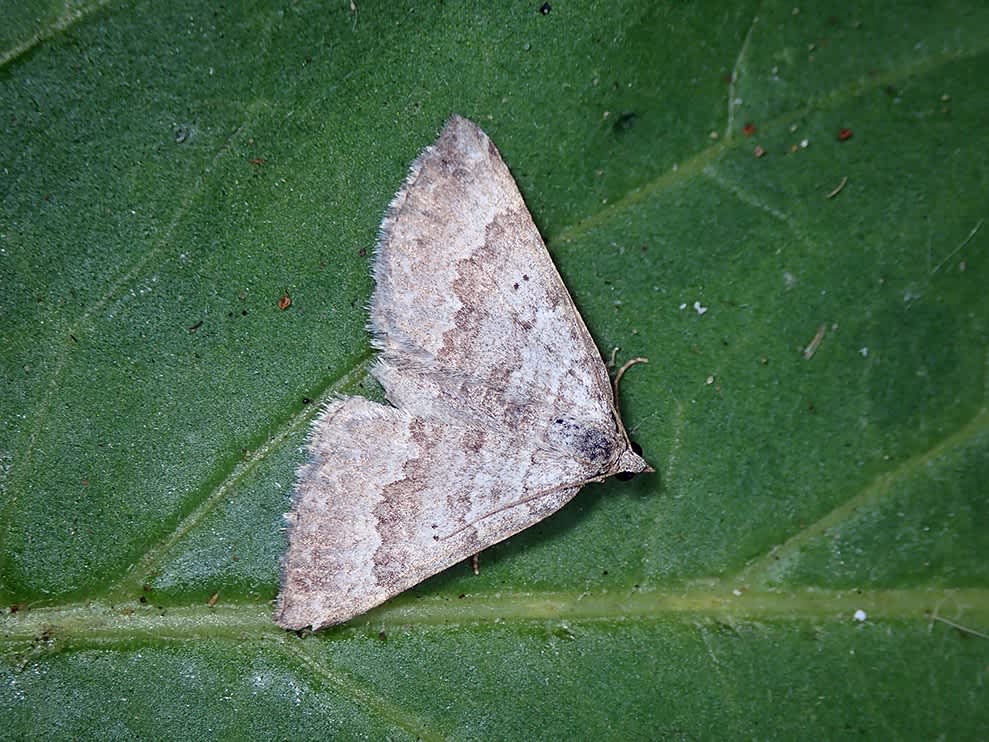 Chalk Carpet (Scotopteryx bipunctaria) photographed in Kent by Darren Taylor 