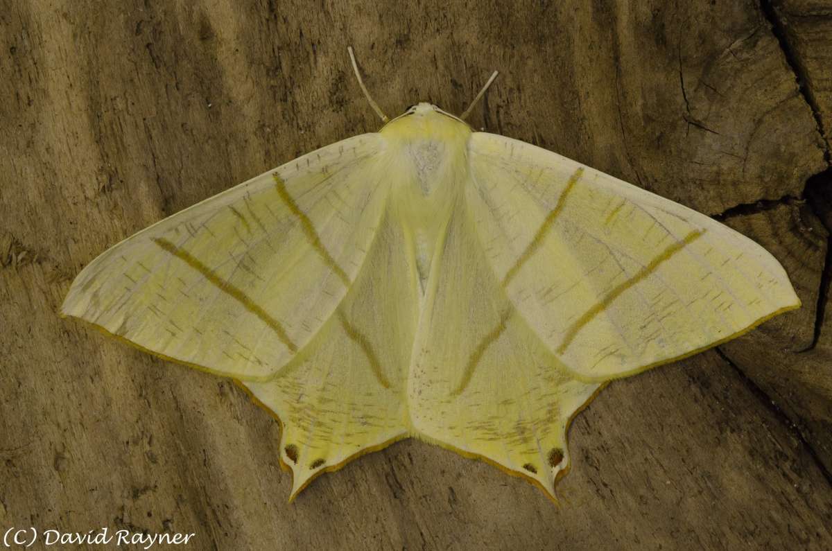 Swallow-tailed Moth (Ourapteryx sambucaria) photographed in Kent by David Rayner 