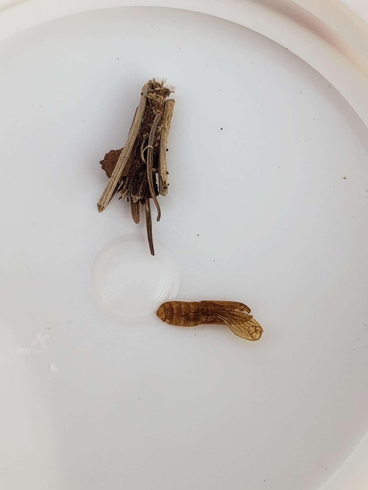 Common Bagworm (Psyche casta) photographed in Kent by Phil Ambler