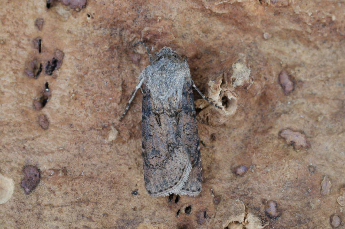 Turnip Moth (Agrotis segetum) photographed at Aylesham  by Dave Shenton 