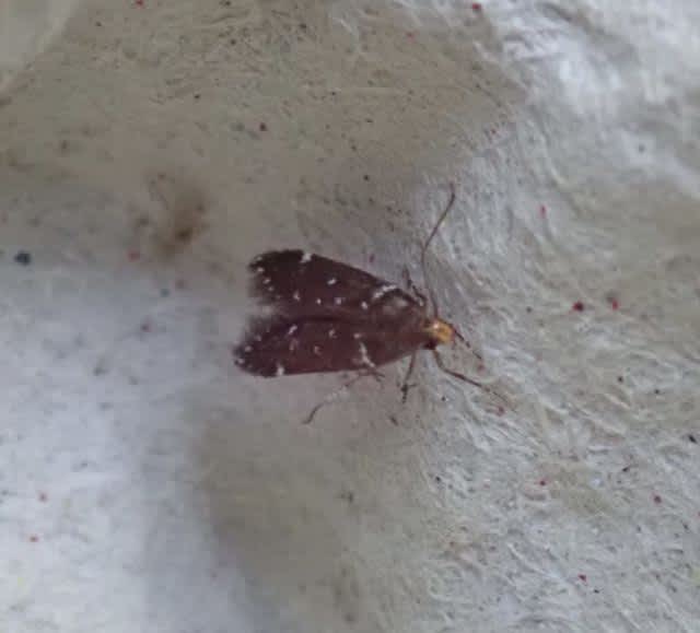 Bright Neb (Argolamprotes micella) photographed at Orlestone  by John Dale