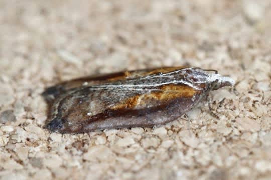 Tufted Button (Acleris cristana) photographed in Kent by Josh Jones 