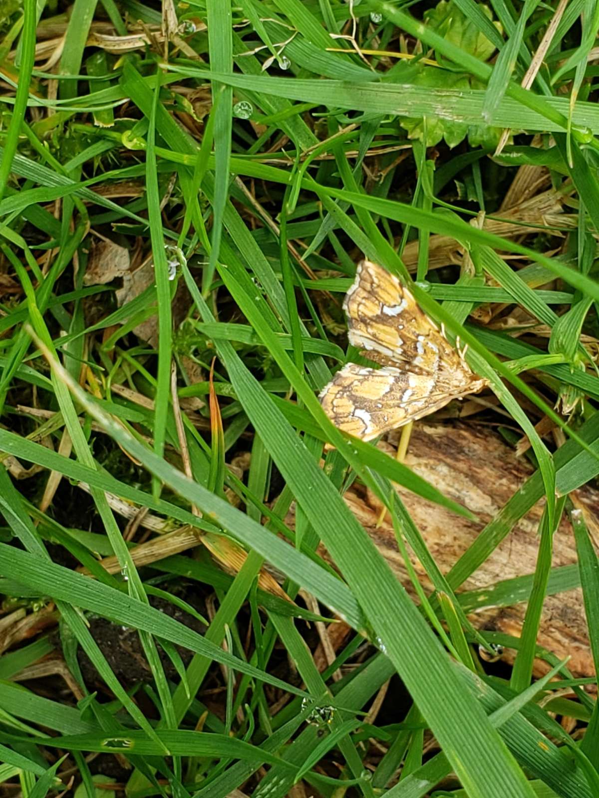 Golden-brown Fern Moth (Musotima nitidalis) photographed in Kent by Phil Ambler