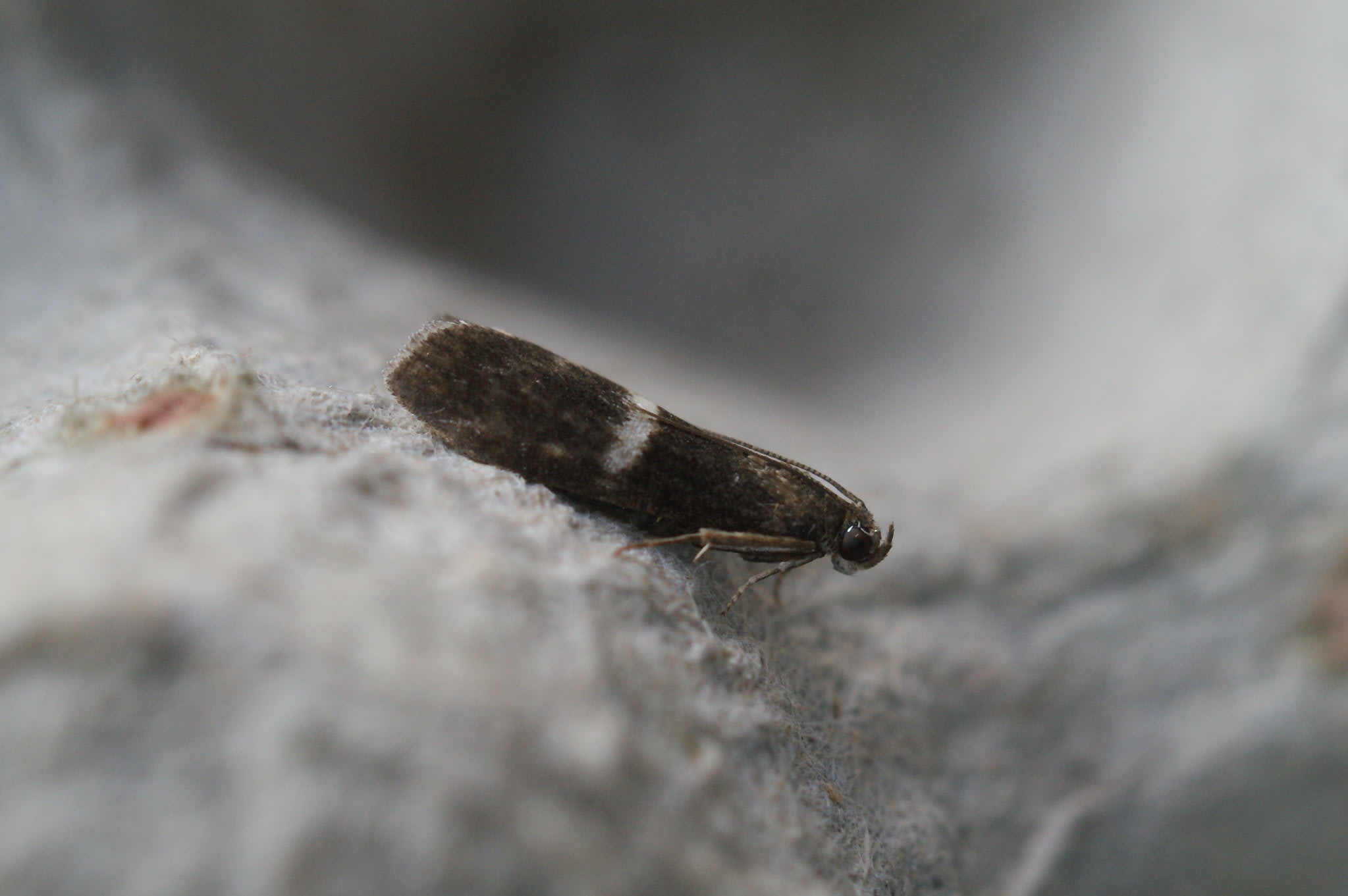 White-barred Knot-horn (Elegia similella) photographed at Las Descargues, France  by Dave Shenton