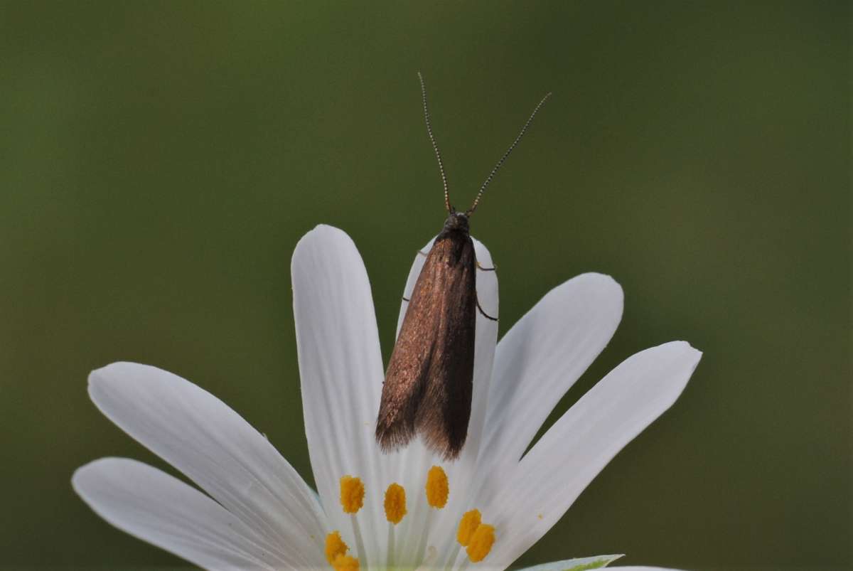 Stitchwort Case-bearer (Coleophora lutarea) photographed in Kent by Antony Wren 