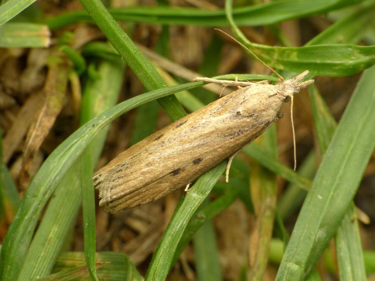 Twin-spot Honey Moth (Lamoria zelleri) photographed at Sandwich Bay by Chris Manley 