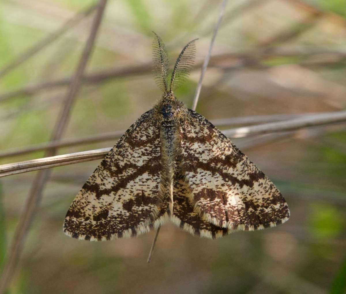 Common Heath (Ematurga atomaria) photographed in Kent by Alfred Gay