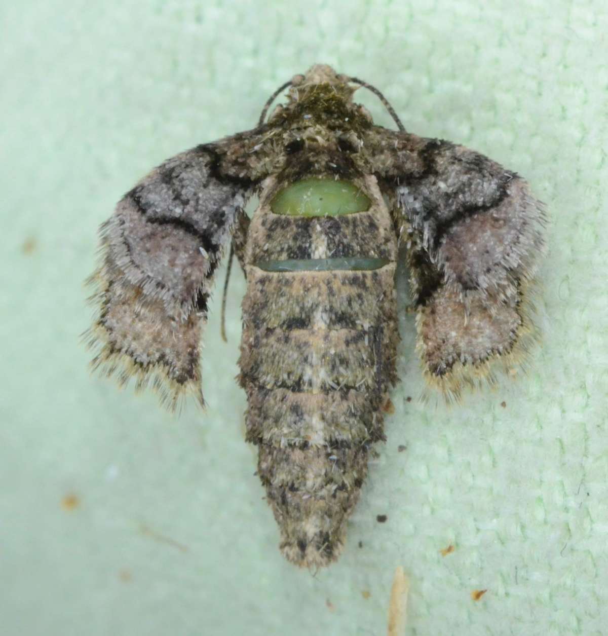 Dotted Border (Agriopis marginaria) photographed in Kent by Alan Stubbs