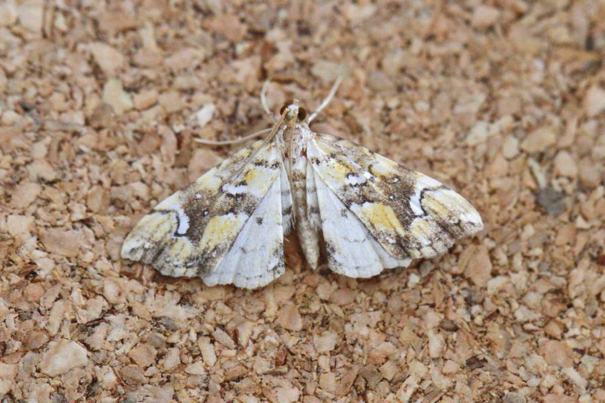 Golden-brown Fern Moth (Musotima nitidalis) photographed in Kent by Josh Jones