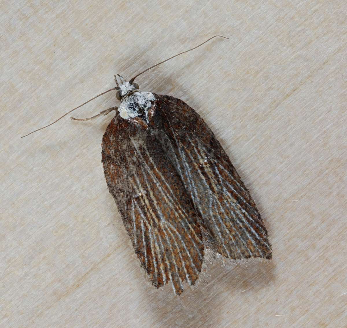 Sallow Button (Acleris hastiana) photographed at Lydden  by Steve Cutt