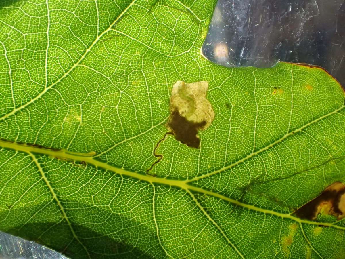 White-banded Pigmy (Ectoedemia albifasciella) photographed in Kent by Dave Shenton 