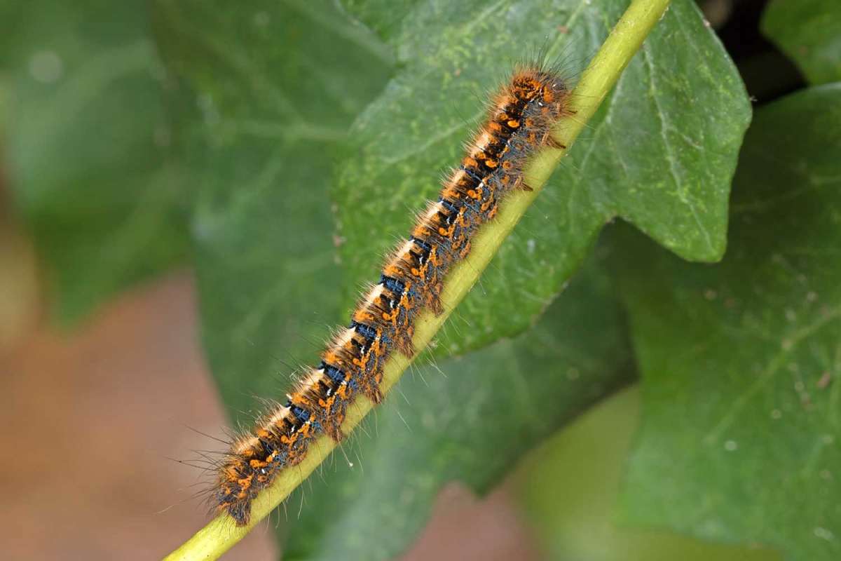 Oak Eggar (Lasiocampa quercus) photographed in Kent by Peter Maton