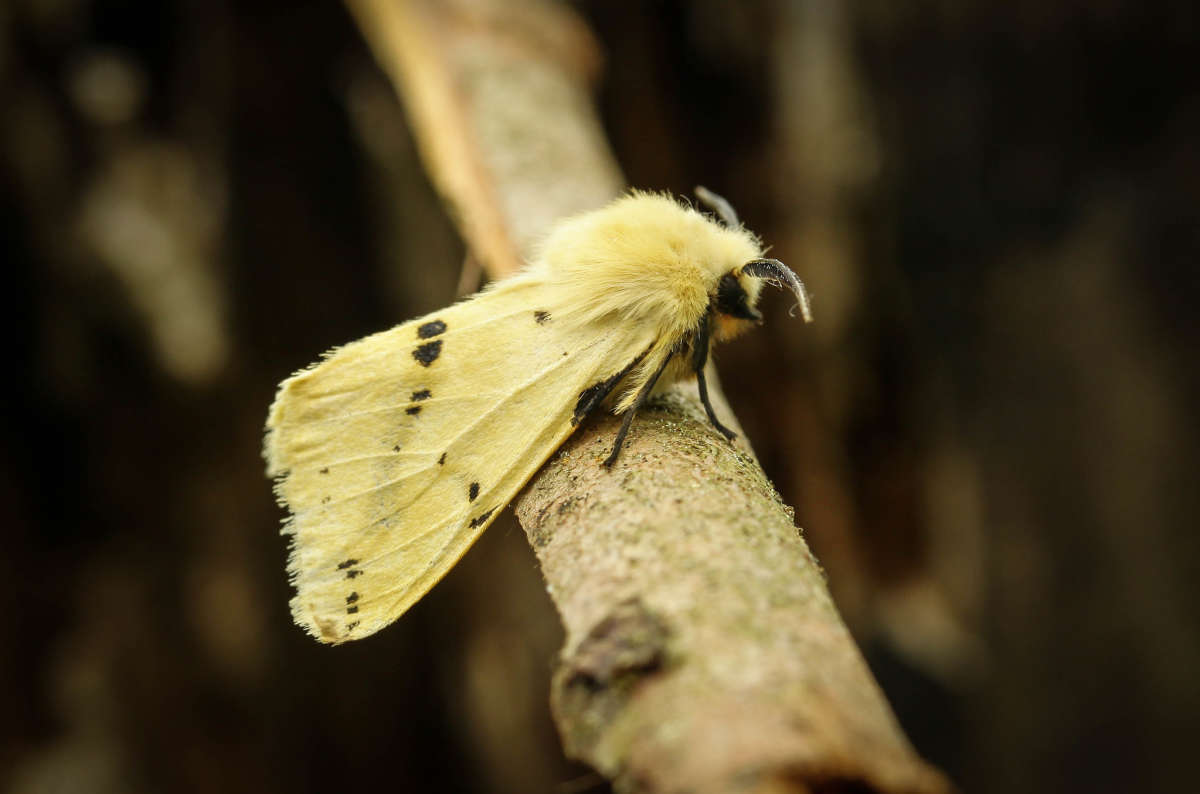 Buff Ermine (Spilosoma lutea) photographed in Kent by Carol Strafford 