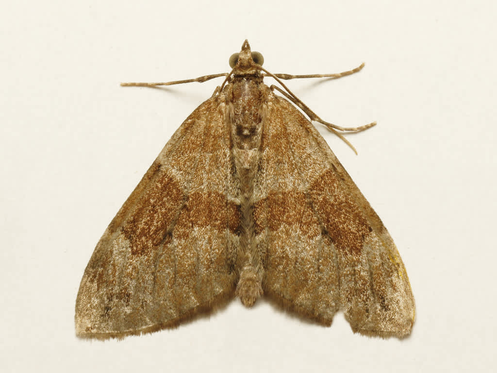 Grey Pine Carpet (Thera obeliscata) photographed in Kent by David Beadle 